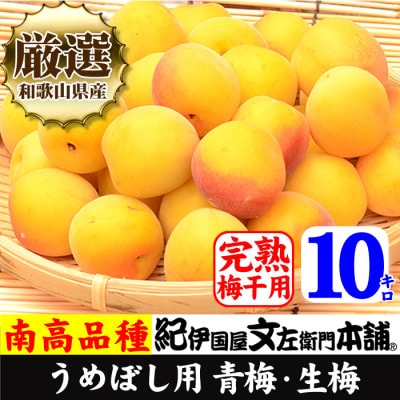 厳選南高梅 フレッシュ青梅(生梅)【完熟】10kg 大サイズ 朝取り手選別 黄色 南高梅 梅干用