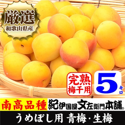 厳選南高梅 フレッシュ青梅(生梅)【完熟】5kg 特大サイズ 朝取り手選別