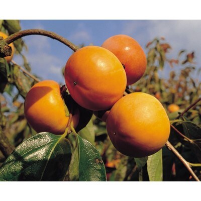 【2021年11月上旬以降出荷】和歌山県産 富有柿 約7.5kg (ご家庭用)