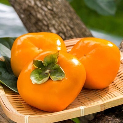 【秋の味覚】和歌山産のたねなし柿約7.5kg(M～2Lサイズおまかせ)(上富田町)