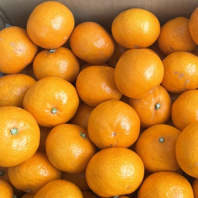 【産直・秀品】和歌山下津みかん約5kg(2Sサイズ) (上富田町)