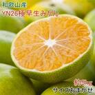【産直】YN26極早生みかん約5kg(2S～Mサイズおまかせ)(上富田町)