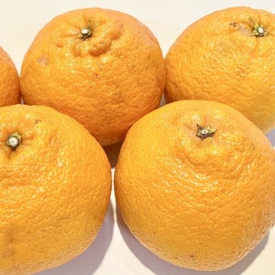 「農園直送」和歌山県産不知火　もりもりの約9kg(サイズ混合　ご家庭用)(上富田町)