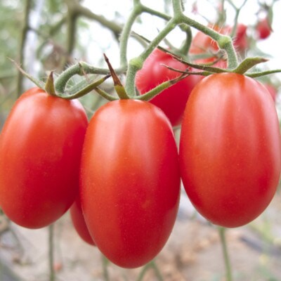 【12月出荷分】和歌山産ミニトマト「アイコトマト」約2kg(S・Mサイズおまかせ)(上富田町)