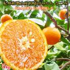 【上富田町】初夏のみかん　なつみ5kg