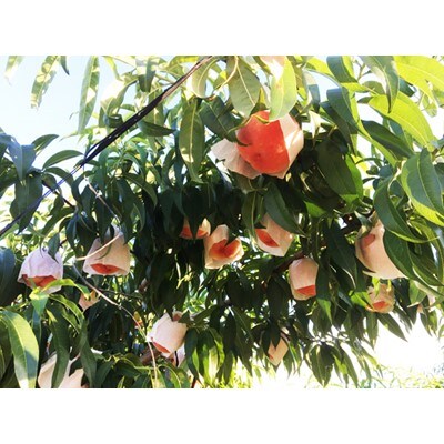 紀州和歌山産の桃 約4kg 化粧箱入