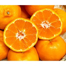 紀州和歌山有田産ポンカン　5kg【上富田町】