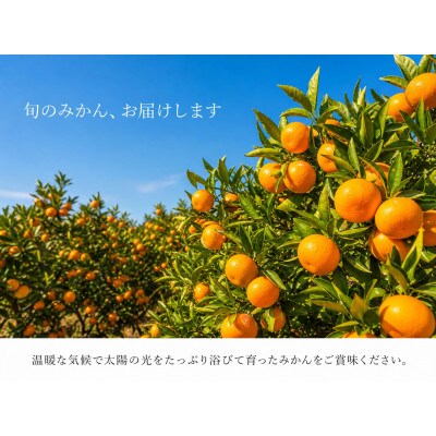和歌山有田みかん10kg【訳ありご家庭用】2S〜2Lサイズ混合