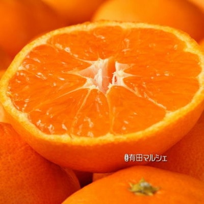 ご家庭用濃厚訳あり有田みかん　5kg