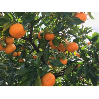 ご家庭用濃厚訳あり有田みかん　5kg