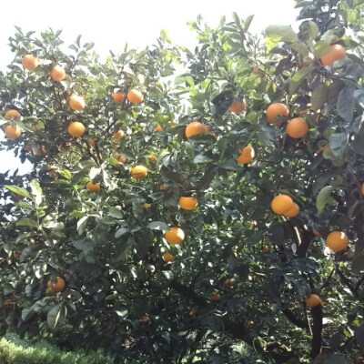 【2022年1月～2月発送】【みかん名産地和歌山有田】有田育ちの濃厚八朔(ご家庭用)　約5kg