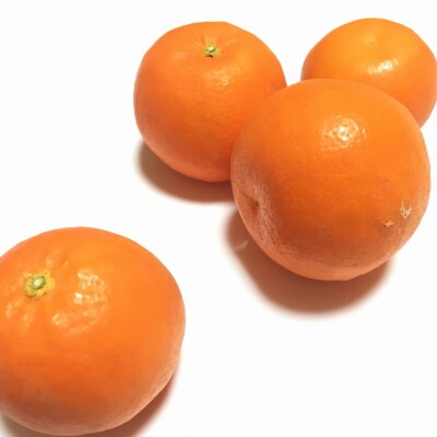 【2023年4～5月発送】【春の美味】有田育ちのセミノールオレンジ(ご家庭用)　約3kg