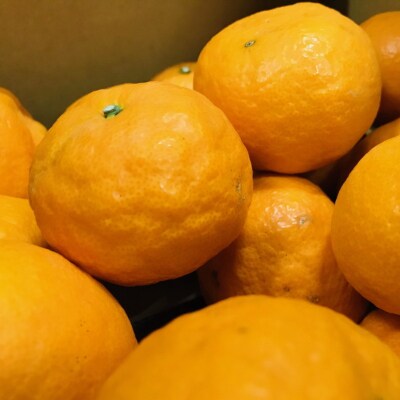 【2023年4～5月発送】【みかん名産地和歌山有田】濃厚なつみみかん(ご家庭用)　約2.5kg