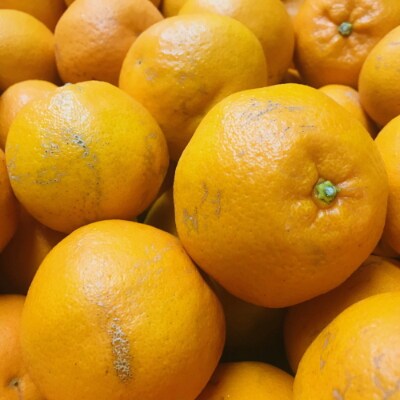 【農家直送】こだわり農家の濃厚はるみみかん(ご家庭用)　6kg