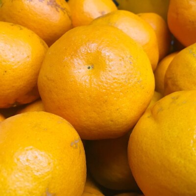 【農家直送】こだわり農家の濃厚はるみみかん(ご家庭用)　6kg