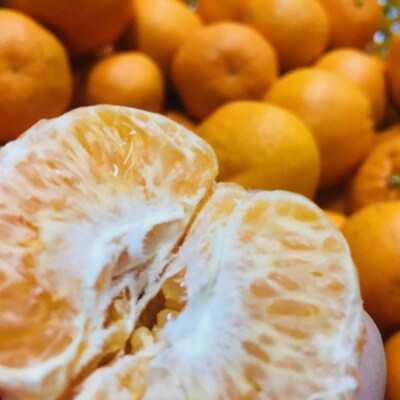 【農家直送】こだわり農家の濃厚はるみみかん(ご家庭用)　6kg