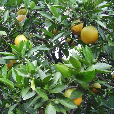 【2021年6～7月発送】【みかん名産地和歌山有田】爽快バレンシアオレンジ(ご家庭用)　約2.5kg