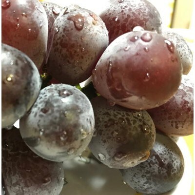 上富田町【夏秋の美味】【フルーツ王国和歌山】「濃厚」種無しピオーネ　約2kg
