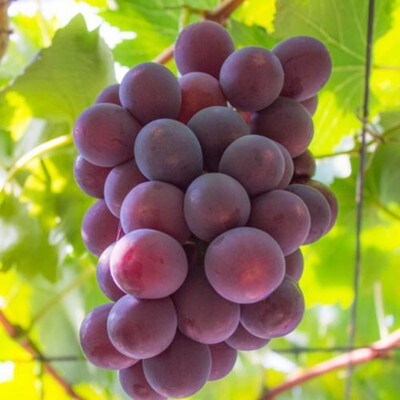 上富田町【夏秋の美味】【フルーツ王国和歌山】「濃厚」種無しピオーネ　約2.8kg