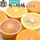 家庭用 柑橘詰合せ5kg+250g(傷み補償分)【訳あり】【有田の春みかん・ルーツ詰め合せ】