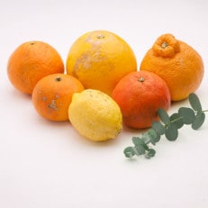 <3月より発送>家庭用 有田の柑橘詰合せ3kg+90g(傷み補償分)【旬の柑橘詰め合わせ】