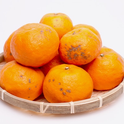 ＜4月より発送＞家庭用 カラマンダリン2.5kg+75g(傷み補償分)【訳あり】【春柑橘】