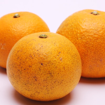 ＜4月より発送＞家庭用 樹上完熟はっさく3kg+90g(傷み補償分)【春みかん】【訳あり】