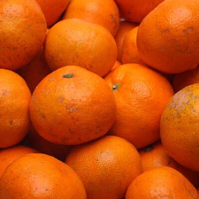＜2025年1月より発送＞家庭用 蔵出みかん4kg+120g(傷み補償分)【訳あり】【光センサー】