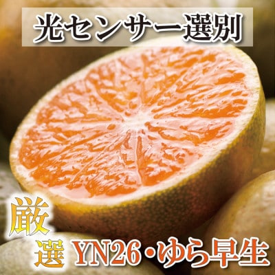 厳選 極早生有田みかん2.5kg+75g(傷み補償分)【YN26・ゆら早生】