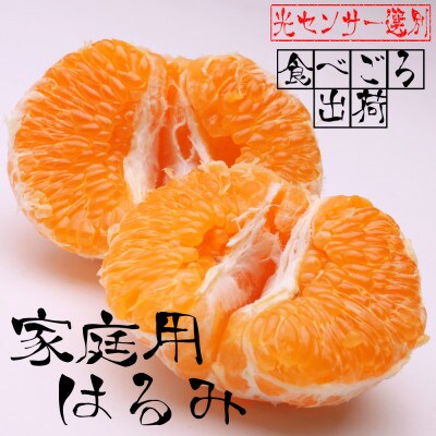 ＜2月より発送＞家庭用 はるみ2.5kg+75g(傷み補償分)【デコポンの姉妹品種】【訳あり】