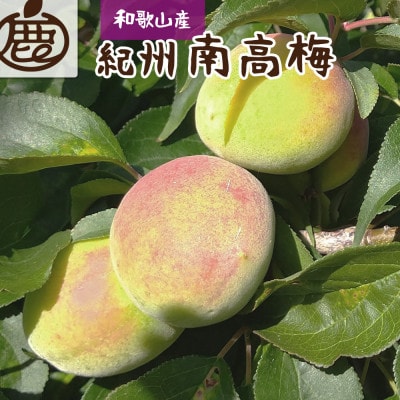 <6月発送>厳選 紀州南高梅(青梅)2kg+60g(傷み補償分)【梅干し・梅酒・梅ジュース】