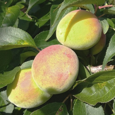 ＜6月発送＞厳選 紀州南高梅(青梅)2.5kg+75g(傷み補償分)【梅干し・梅酒・梅ジュース】