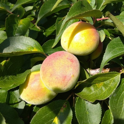 ＜6月発送＞家庭用 紀州南高梅(青梅)3kg+90g(傷み補償分)【梅干し・梅ジュース】【訳あり】