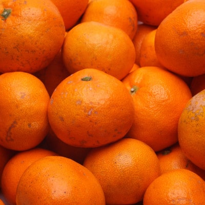 <先行受付>家庭用　蔵出みかん5kg+150g(傷み補償分)【訳あり】【光センサー選果】