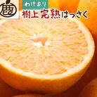 家庭用 樹上完熟はっさく2.5kg+250g(傷み補償分)有田の春みかん・五月八朔・木生りはっさく