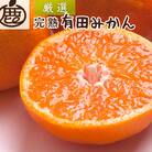 プレミアム 完熟有田みかん10kg+250g(傷み補償分)【光センサー選果】【温州みかん】