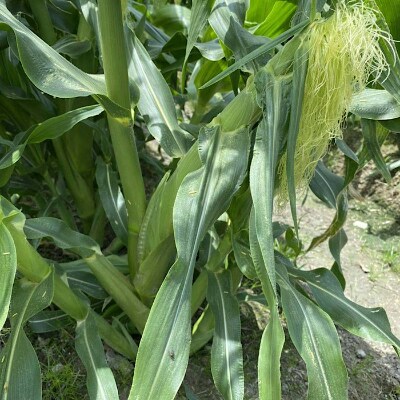【2022年発送】和歌山県産　紀南のとうもろこし　ゴールドラッシュ4kg(約8～15本)(上富田町)