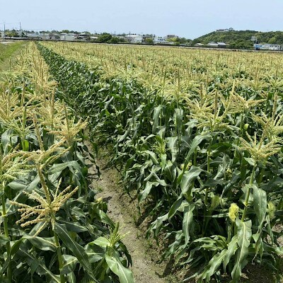 【2022年発送】和歌山県産　紀南のとうもろこし　ゴールドラッシュ4kg(約8～15本)(上富田町)