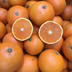 和歌山県産　有田の清見　約5kg　家庭用 | ふるさと納税のお礼品