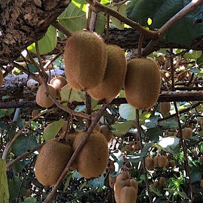 和歌山産 キウイフルーツ 約1.2kg 秀品