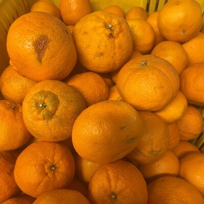和歌山産　不知火 約3kg【家庭用】