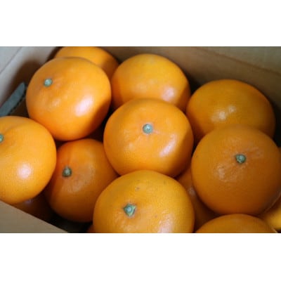 せとか　約3kg　秀品