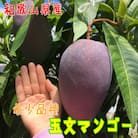 【希少マンゴー】濃厚玉文マンゴー　約800g(1～3玉入り)