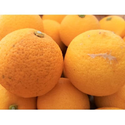 秩父黄金かぼす2kg　冬の特産品【家庭用】
