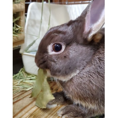 小動物(うさぎなど)の　おやつ(柿の葉)日本百名山『両神山』の麓にある小鹿野町両神地区産