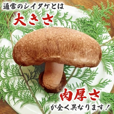 極峯椎茸(きょくほうしいたけ)～小さな里の大きなきのこ～