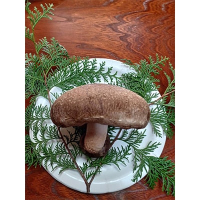 極峯椎茸(きょくほうしいたけ)～小さな里の大きなきのこ～