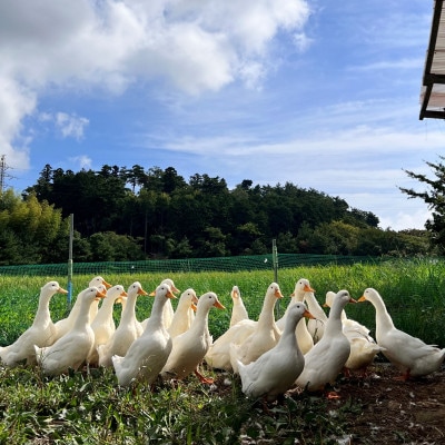 福島県広野町産米おパックごはん「あひる米」150g×10パック