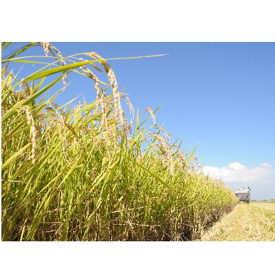 令和6年産茨城県河内町産コシヒカリ30kg(玄米)