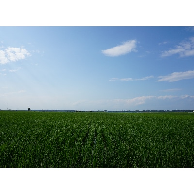 令和6年産茨城県河内町産コシヒカリ30kg(玄米)